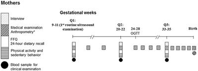 Dietary Protein Intake, Meat Consumption, and Dairy Consumption in the Year Preceding Pregnancy and During Pregnancy and Their Associations With the Risk of Gestational Diabetes Mellitus: A Prospective Cohort Study in Southwest China